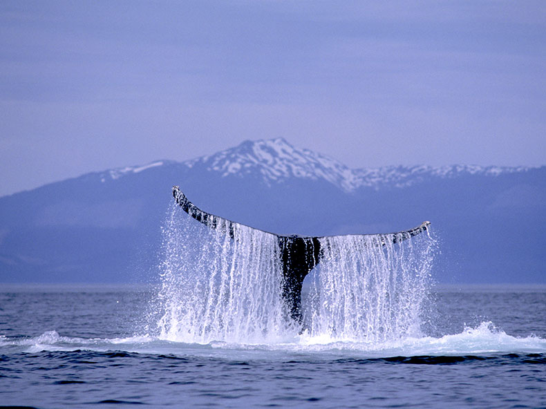 Whale Tail Fluke